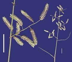 Image result for Eragrostis paniciformis