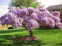 It blooms blue to purple flowers that look splendid hanging from an archway in early summer and spring. I Am Training A Wisteria To Grow Into A Weeping Tree It S Only 3 Ft Tall Now But Will Look Even Better Than This In Wisteria Tree Live Plants Flowering Trees