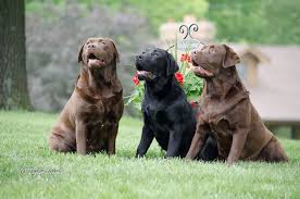 Check poison symptoms, diagnosis & treatments. English Chocolate Labrador Off 56