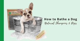 Bathing A Dog How To Bathe Your Dog Without Stress