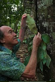 Image result for Antrophyum