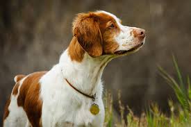 By kvndp 114 months ago. Brittany Dog Breed Information
