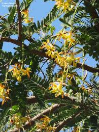 Image result for Tamarindus