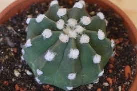 More recently referred to as echinopsis ancistrophora as well, the domino cactus is native to bolivia and paraguay. Echinopsis Subdenudata