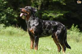 The father is an international multichampion of beauty, the mother sk champion of beauty + exams and international results in igp and ifh. Beauceron Dog Breed Facts Highlights Buying Advice Pets4homes