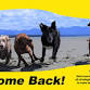 K9-Come Back! One-session Workshop Saturday 6th event image