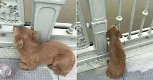 Dog in Wuhan, China stayed on bridge for 4 days after owner jumped off it - Mothership.SG - News from Singapore, Asia and around the world