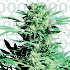 Top 7 best cannabis seed banks 2021 (all ship to usa) table of contents show. Sensi Seeds Buy Feminised Seeds Online Amsterdam Seed Center
