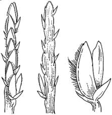 Image result for Cynodon incompletus