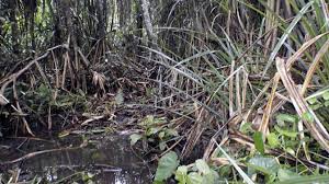 Image result for Haumaniastrum katangense