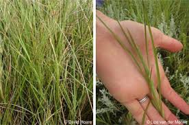 Image result for Hemarthria