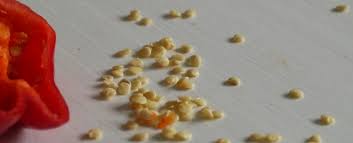 How long to germinate cannabis seeds. How Long Does It Take For Chilli Seeds To Germinate Chilli Books Blog