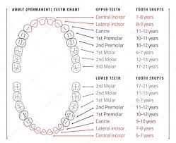 Teeth Vector Infographic Stock Vector Annyart 109736398