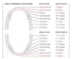 Teeth Vector Infographic Stock Vector Annyart 109736398