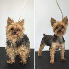 Jul 20, 2020 · however, these long beautiful coats need daily care to prevent tangling. Pin On My Saves