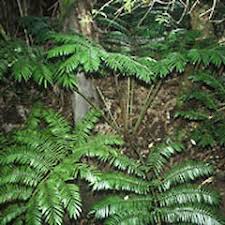 Image result for Ptisana