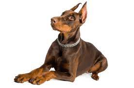 These doberman pinscher puppies located in illinois come from different cities, including, danville, chicago. Doberman Pinscher Puppies For Sale In Illinois Adoptapet Com