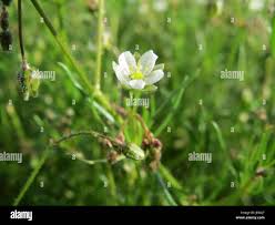 Image result for Spergula arvensis
