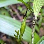 Image result for Corymborkis corymbis