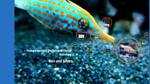 We did not find results for: Orange Spotted Filefish Oxymonacanthus Longirostris By Stiven Bregu