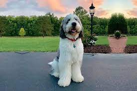 How much does a st berdoodle cost. How Big Does A St Berdoodle Get Size And Growth Chart