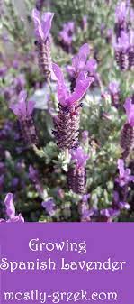 Spanish Lavender Lavandula Stoechas Spanish Lavender Lavender Plant Lavender Plant Care