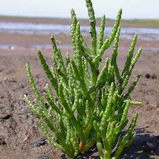 Image result for Salicornia pachystachya
