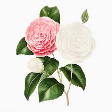 Download Premium Vector Of Pink Camellia Rose Flower Vector 2090084 In 2020 Flower Illustration Flowers Rose Flower