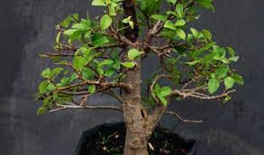 Mau Tau Harga Bonsai Terupdate Cek Disini Beserta Jenisnya Aplikasi Pertanian Media Agribisnis Gdm Agri