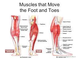 The human foot contains 26 bones, 33 joints, 107 ligaments, 19 muscles and tendons. Muscles Of The Pelvis Leg And Foot Ppt Video Online Download