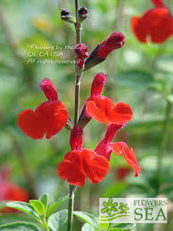 Image result for Sebaea microphylla