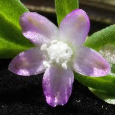 Image result for Gisekiaceae