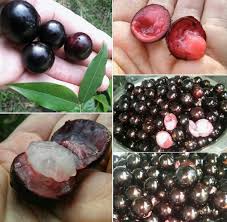 Image result for Jamesbrittenia albobadia