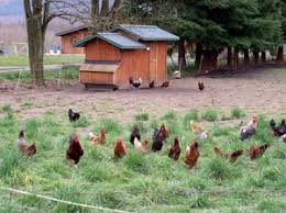 Hormone & antibiotic free, scratching, picking, & wandering about. Meet Real Free Range Eggs Mother Earth News