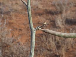 Image result for Cynanchum viminale