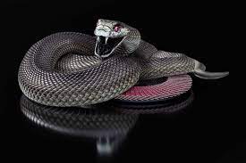 It is the world's longest venomous snake. Black Mamba And King Cobra Wallpapers Wallpaper Cave