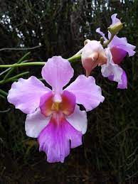 Singapore S National Flower Vanda Miss Joaquim The Libyan Esther Kofod Www Estherkofod Com Beautiful Orchids Vanda Orchids Amazing Flowers