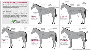 How To Evaluate Your Horses Weight Kpp