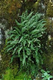 Image result for Asplenium trichomanes