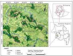 Image result for Achyrospermum schimperi