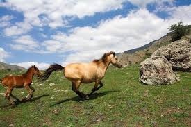 تصاویر؛ طبیعت تابستانی کوهستان چالوس