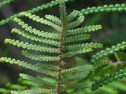Image result for Gleichenia polypodioides