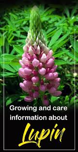 How To Grow Lupin Growing Lupine Flowers Lupin Plant Care Lupine Flowers Lupines Garden Plant Care