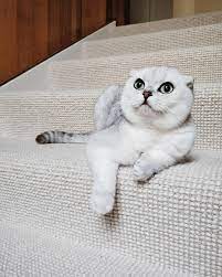 scottish fold cat mau hunting fleuralice