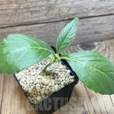 Image result for Dorstenia psilurus