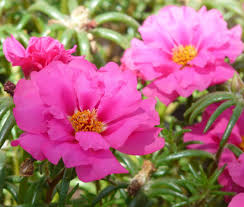 Image result for Portulaca