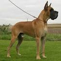 German Mastiff : Mastiff harness, Mastiff muzzle, Mastiff ...