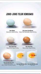 Indukan ayam kub perlu dibuat kandang khusus, agar telur yg dihasilkan persentase kepertilannya tinggi. Nutrisi Pada Telur Ayam Kampung Ternak Ayam Kub Aja Facebook