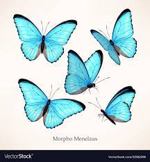 Regular practice will benefit your upper body, and improve posture. Vector Set Of Morpho Butterflies In Five Different Views And Poses Download A Free Preview Or High Quality Butterfly Pose Art Drawings Sketches Simple Morpho