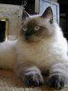 7 Facts About Ragdoll Cats | Mental Floss